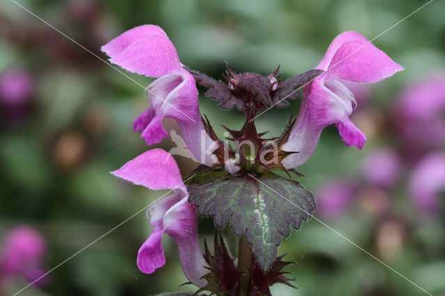 Gestreepte dovenetel (Lamium maculatum cv. 'Variegatum')