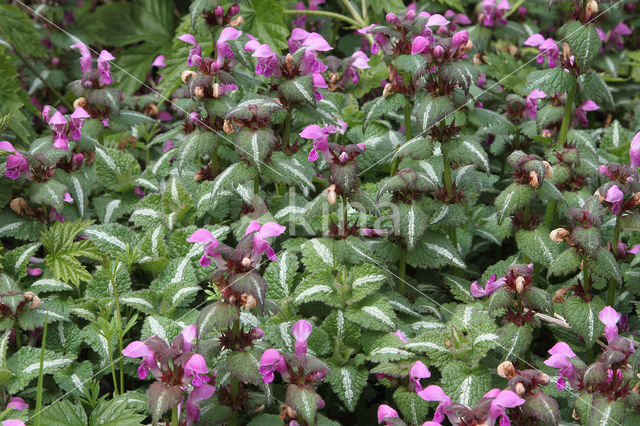 Gestreepte dovenetel (Lamium maculatum cv. 'Variegatum')