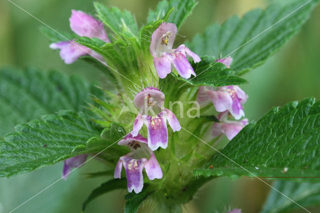 Gespleten hennepnetel (Galeopsis bifida)