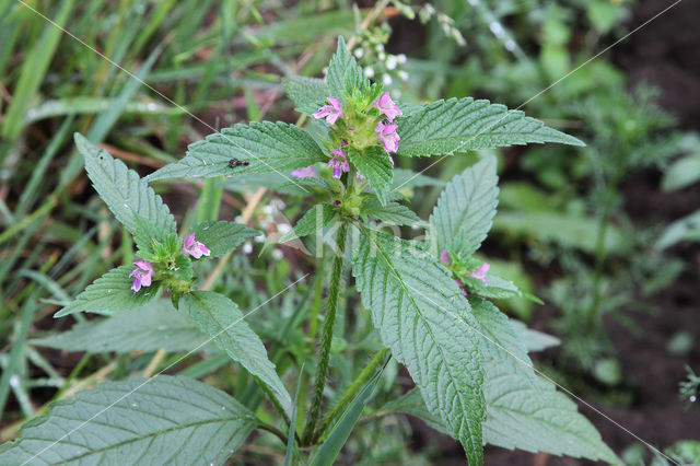 Gespleten hennepnetel (Galeopsis bifida)
