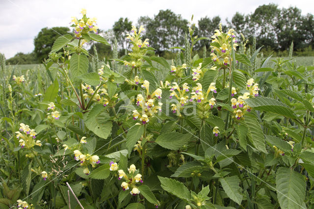 Large-flowered Hemp-nettle (Galeopsis speciosa)