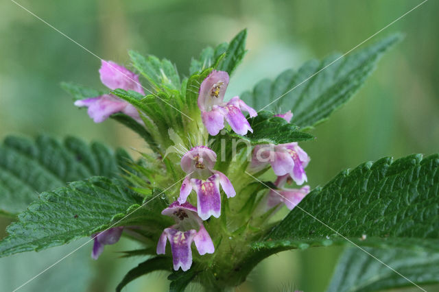 Lesser Hemp-nettle (Galeopsis bifida)