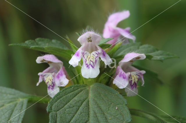 Common Hemp-nettle (Galeopsis tetrahit)