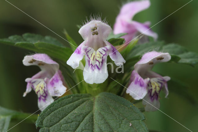 Gewone hennepnetel (Galeopsis tetrahit)