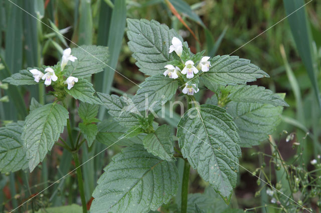 Gewone hennepnetel (Galeopsis tetrahit)