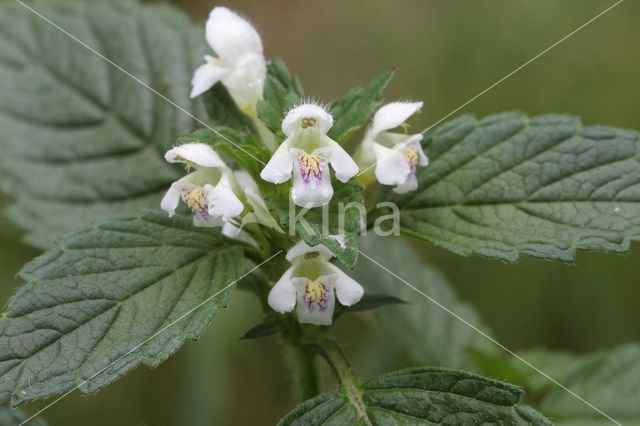 Gewone hennepnetel (Galeopsis tetrahit)