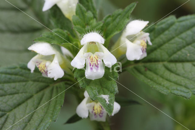 Common Hemp-nettle (Galeopsis tetrahit)