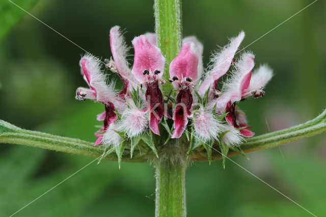 Hartgespan (Leonurus cardiaca)