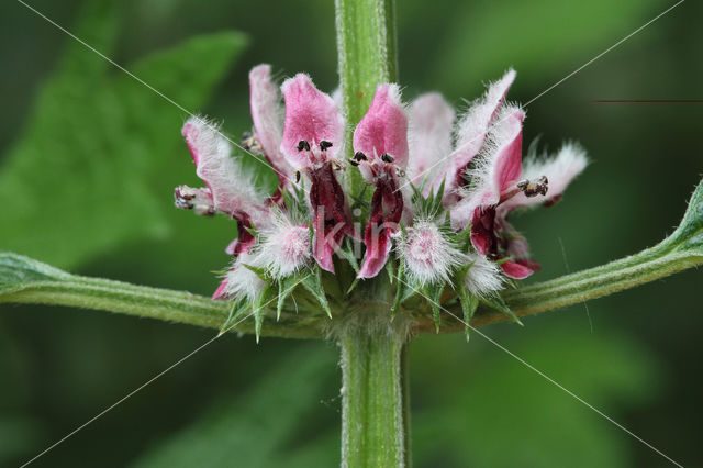 Hartgespan (Leonurus cardiaca)