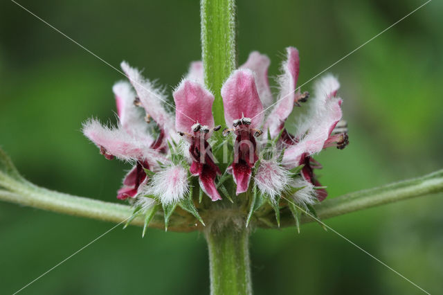 Motherwort (Leonurus cardiaca)