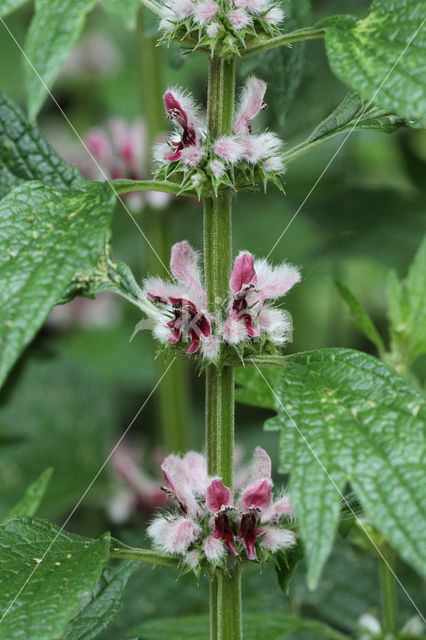 Hartgespan (Leonurus cardiaca)