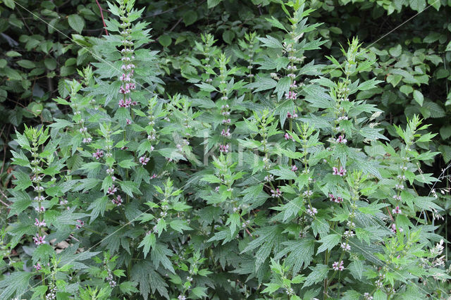 Motherwort (Leonurus cardiaca)