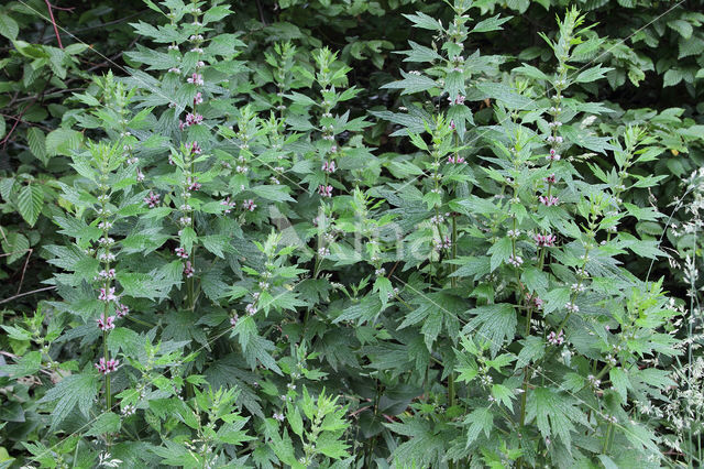 Motherwort (Leonurus cardiaca)