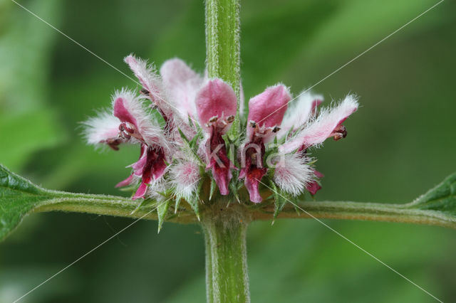 Hartgespan (Leonurus cardiaca)