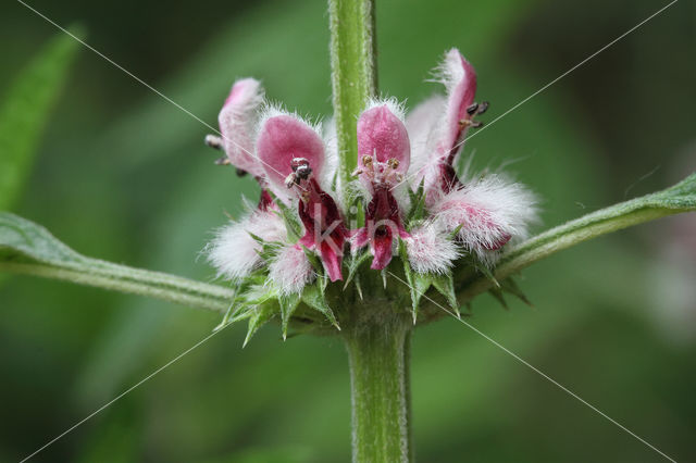 Hartgespan (Leonurus cardiaca)