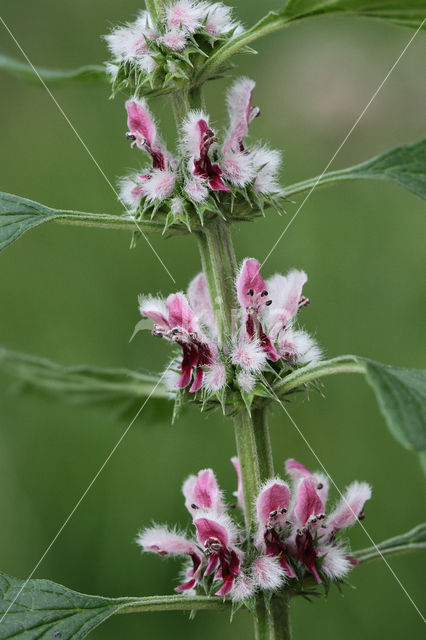 Hartgespan (Leonurus cardiaca)