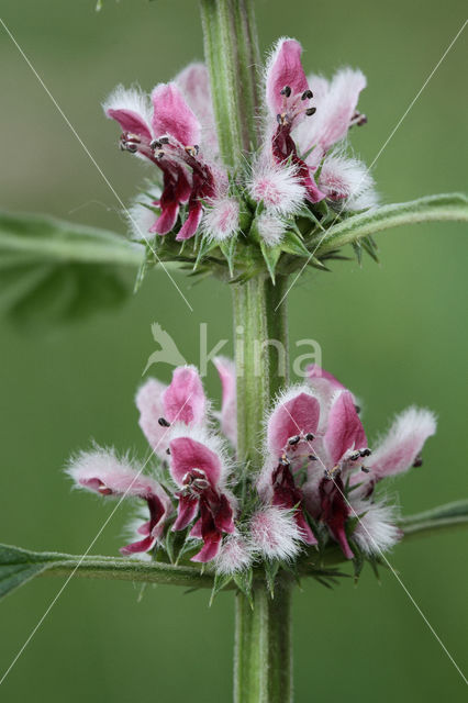 Hartgespan (Leonurus cardiaca)