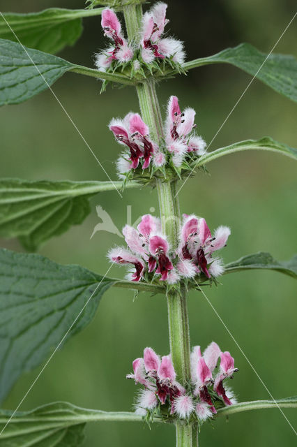 Hartgespan (Leonurus cardiaca)