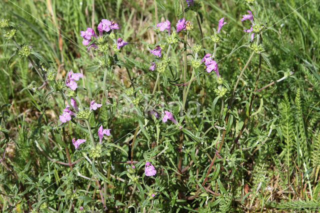 Smalle raai (Galeopsis angustifolia)