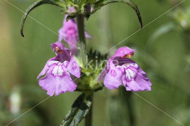 Red Hemp-nettle (Galeopsis angustifolia)