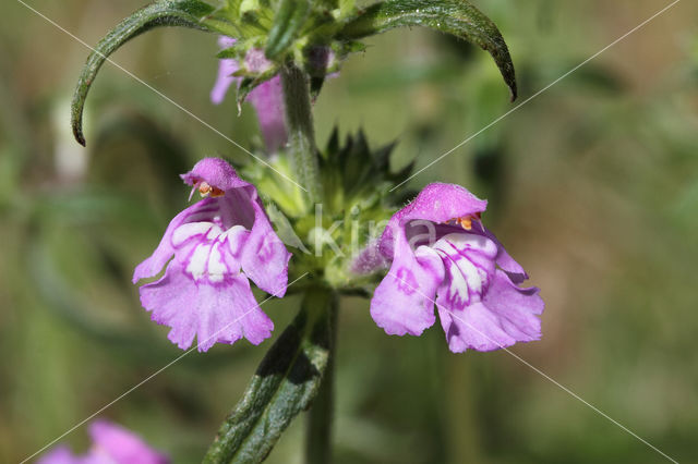 Red Hemp-nettle (Galeopsis angustifolia)