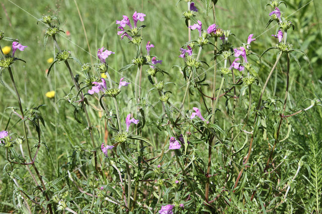 Red Hemp-nettle (Galeopsis angustifolia)