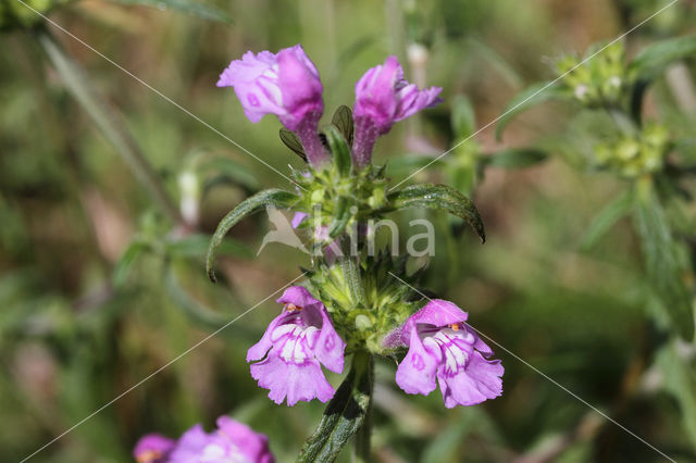 Smalle raai (Galeopsis angustifolia)