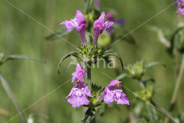 Red Hemp-nettle (Galeopsis angustifolia)