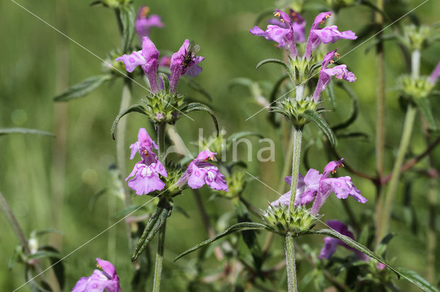 Red Hemp-nettle (Galeopsis angustifolia)