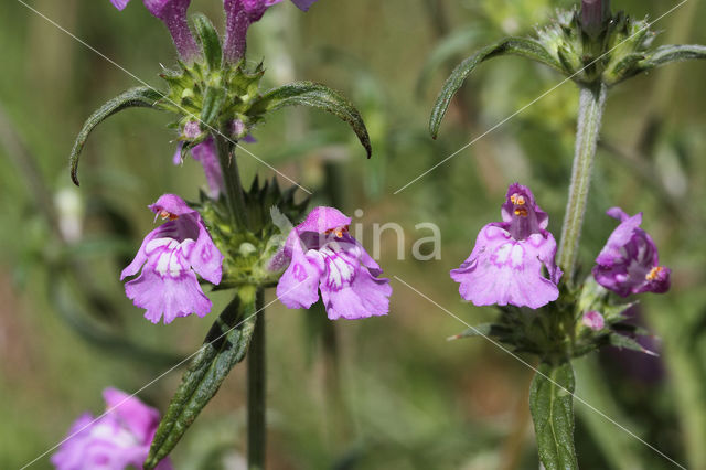 Red Hemp-nettle (Galeopsis angustifolia)