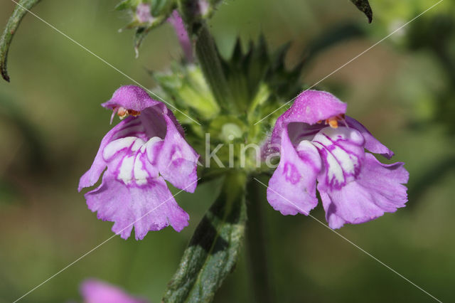 Red Hemp-nettle (Galeopsis angustifolia)