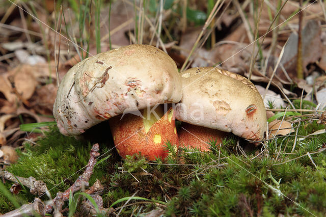 Roodnetboleet (Boletus rhodoxanthus)