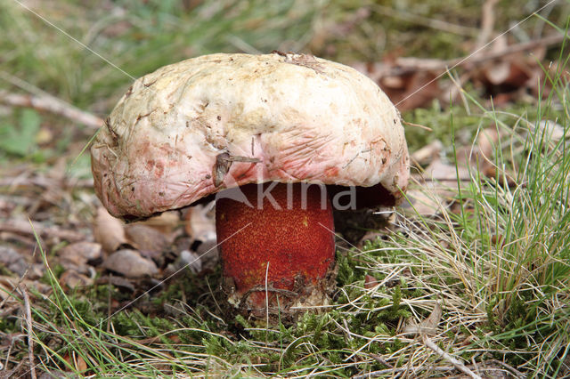 Roodnetboleet (Boletus rhodoxanthus)