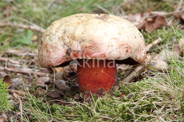 Roodnetboleet (Boletus rhodoxanthus)