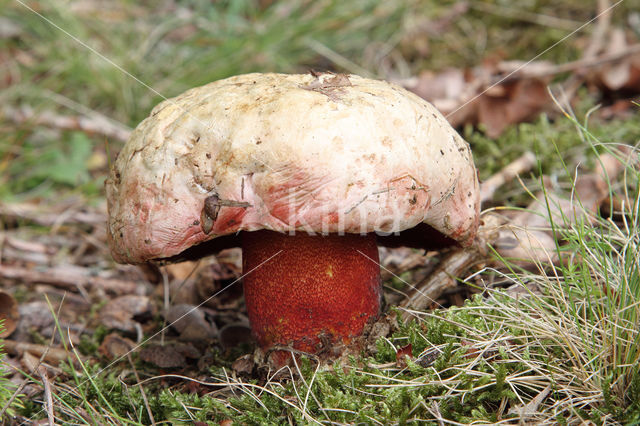 Boletus rhodoxanthus