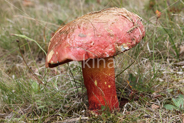 Boletus rhodoxanthus