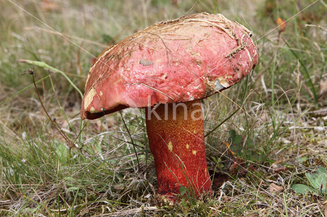 Roodnetboleet (Boletus rhodoxanthus)