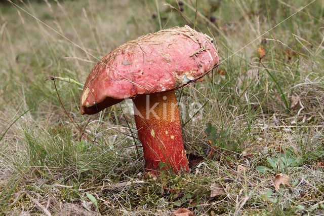 Boletus rhodoxanthus