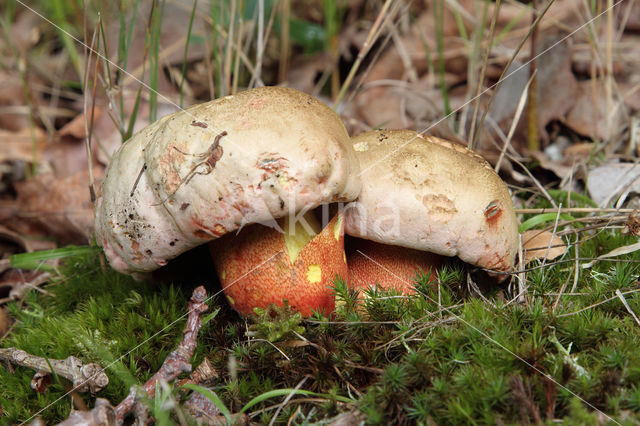 Roodnetboleet (Boletus rhodoxanthus)