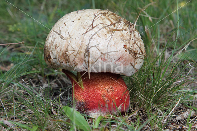 Boletus rhodoxanthus