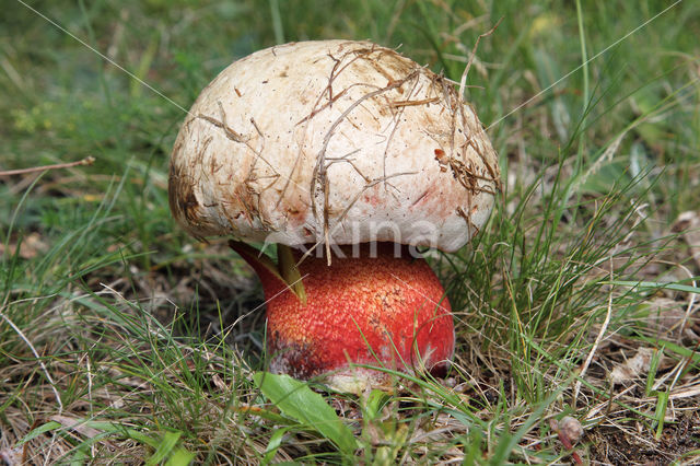 Boletus rhodoxanthus