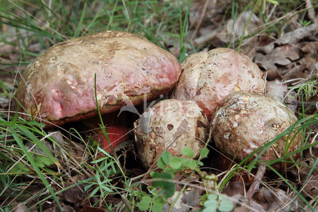 Roodnetboleet (Boletus rhodoxanthus)