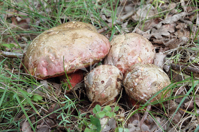 Roodnetboleet (Boletus rhodoxanthus)