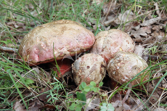 Roodnetboleet (Boletus rhodoxanthus)