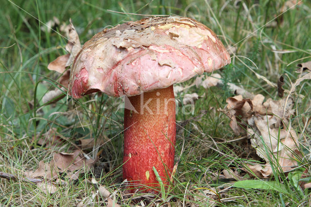 Roodnetboleet (Boletus rhodoxanthus)