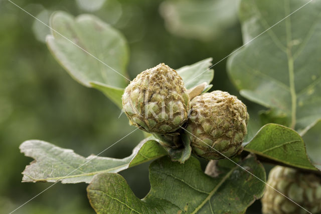 oak artichoke gall wasp (andricus fecundator)