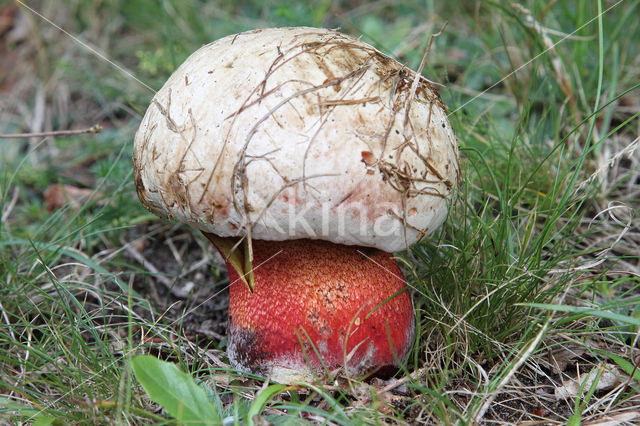 Roodnetboleet (Boletus rhodoxanthus)