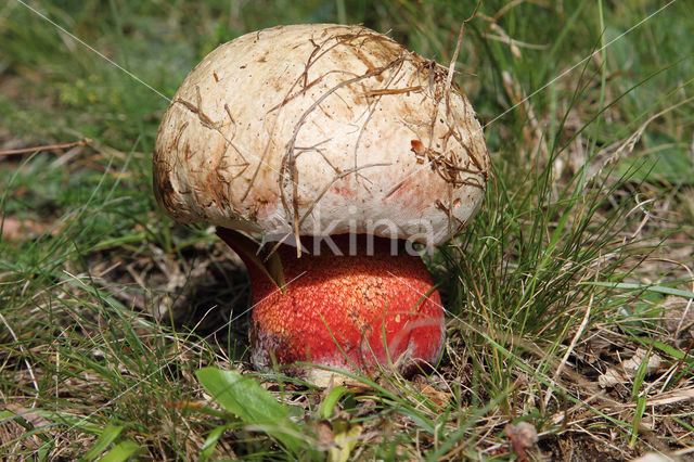 Roodnetboleet (Boletus rhodoxanthus)