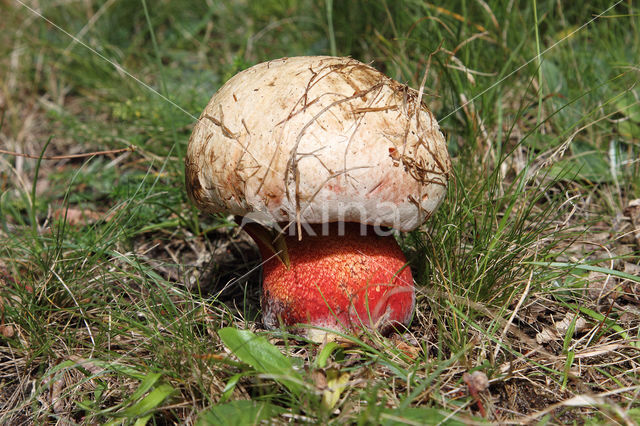 Roodnetboleet (Boletus rhodoxanthus)