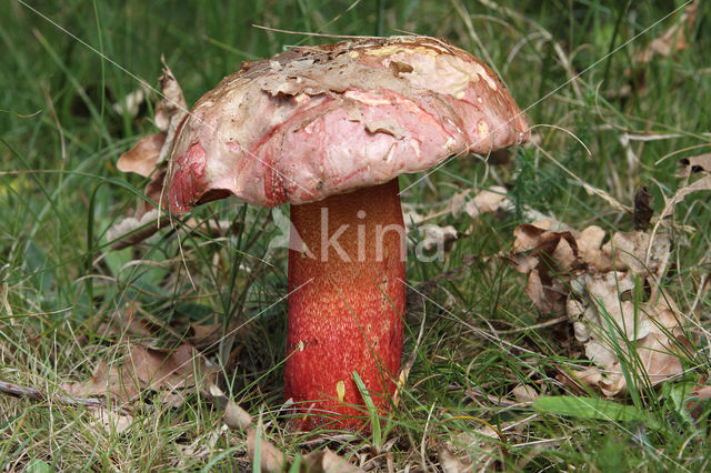 Boletus rhodoxanthus